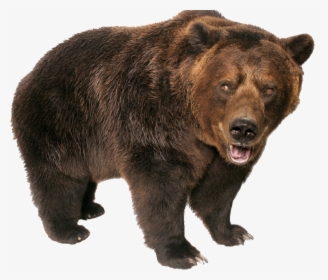 Grizzly Bear Png - Grizzly Bear Transparent Background, Png Download, Transparent PNG