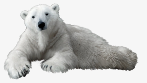 Polar Bear Png Clip Art - White Bear Png, Transparent Png, Transparent PNG