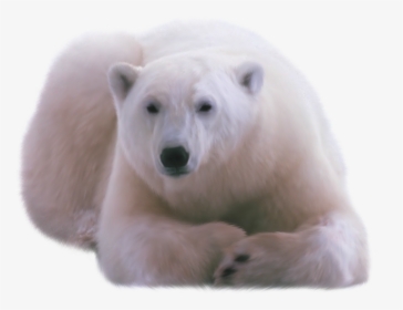Polar Bear Png - Orso Polare Png, Transparent Png, Transparent PNG