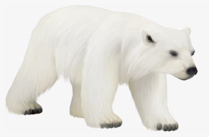 Polar Bear Cub Png - Clipart Polar Bear Png, Transparent Png, Transparent PNG