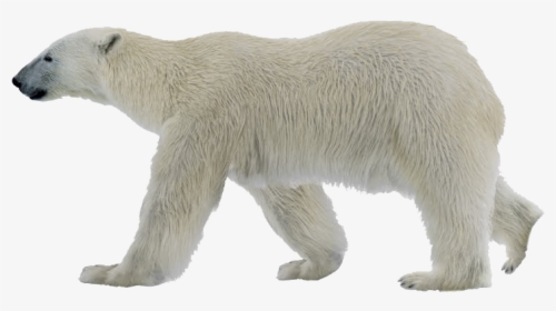 Polar Bear Png Photo - Polar Bear Png, Transparent Png, Transparent PNG
