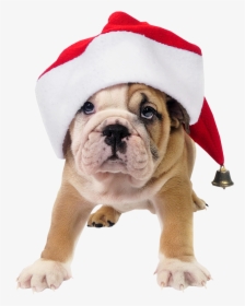 Cute Dog With Santa Hat Transparent Png Picture - Christmas Bulldog Png, Png Download, Transparent PNG