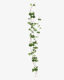 Plant Vine Ivy Free Clipart Hd Clipart - Ivy Png, Transparent Png, Transparent PNG