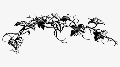 Black And White Vine Clip Art - Flower Vine Clipart Black And White, HD Png Download, Transparent PNG