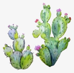 Prickly Pear Cactus Watercolor, HD Png Download , Transparent Png Image ...