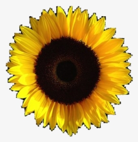 Aesthetic Sunflower Transparent Image - Transparent Background Sunflower Aesthetic Png, Png Download, Transparent PNG