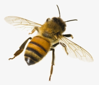 Png Of A Bee - Honey Bee White Background, Transparent Png, Transparent PNG