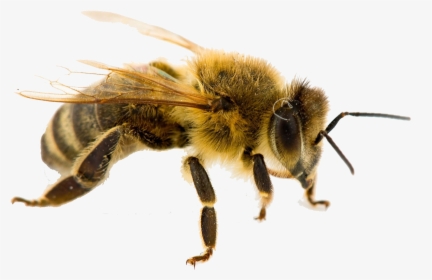 Bee Png Free Pic - West Virginia State Insect, Transparent Png, Transparent PNG