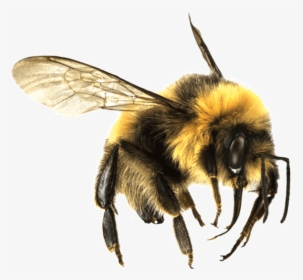 Bee Large - Bumble Bee Png Transparent, Png Download, Transparent PNG