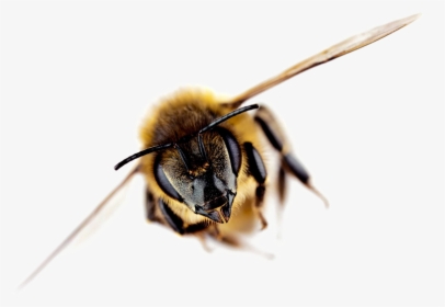 Bee Free Png Image - Importance Of Bees Facts, Transparent Png, Transparent PNG