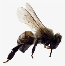 Bee Png Image - Killer Bees, Transparent Png, Transparent PNG