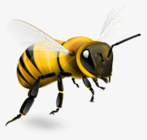 Bee Png - Transparent Background Bee Png, Png Download, Transparent PNG