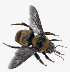 Best Free Bee Png Picture - Sweat Bee Transparent Background, Png Download, Transparent PNG