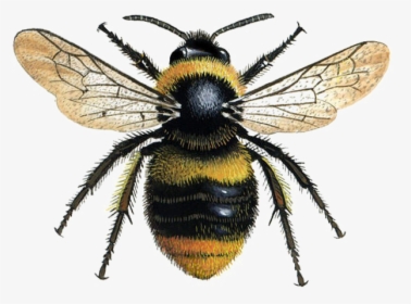 Bee Png Transparent Image - Bumble Bee, Png Download, Transparent PNG