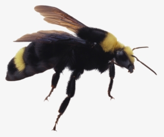 Bumble Bee Insect Png, Transparent Png, Transparent PNG