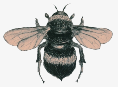 Drawn Bee Aesthetic - Vintage Bumble Bee Tattoo, HD Png Download, Transparent PNG