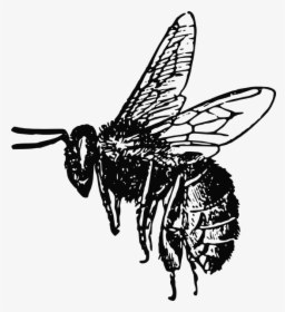Bee Svg Clip Arts - Realistic Bee Clip Art Black And White, HD Png Download, Transparent PNG