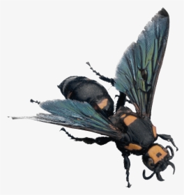 Bee Png Image - Minibeasts, Transparent Png, Transparent PNG
