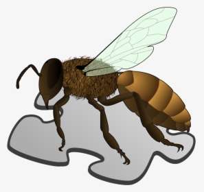 Bee Png Picture - Anatomy Of A Sandfly, Transparent Png, Transparent PNG
