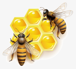 Honey Bee Clip Art - Transparent Background Honey Bee Clipart, HD Png Download, Transparent PNG