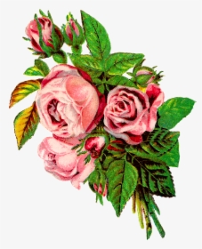 Rose Flower Botanical Artwork Image Transfer Clipart - Shabby Pink Rose, HD Png Download, Transparent PNG