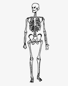 Man Standing Big Image - Skeleton Clipart Transparent, HD Png Download, Transparent PNG