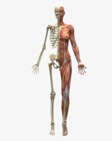 Skeleton And Muscles, HD Png Download, Transparent PNG