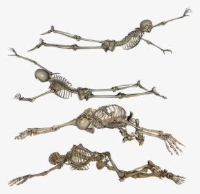 Skeleton, Laying, Crawling, Dead, Skull, Bones - Skeleton Lying Down Drawing, HD Png Download, Transparent PNG
