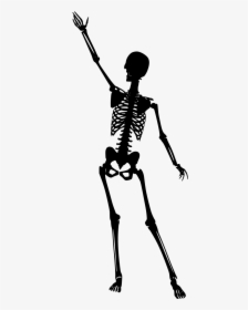 Transparent Human Skeleton Png - Portable Network Graphics, Png Download ,  Transparent Png Image - PNGitem
