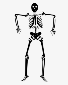 Skeleton - Halloween Skeleton Clipart, HD Png Download, Transparent PNG