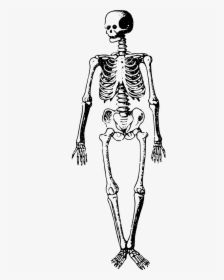 Black And White Skeleton Clipart, HD Png Download, Transparent PNG