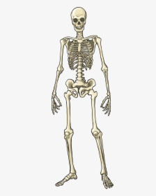 Knee - Skeleton Full Body Png, Transparent Png, Transparent PNG