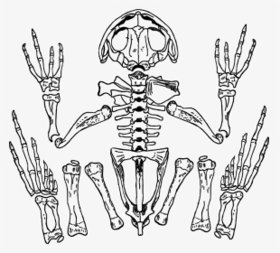 Skeleton Frog Bones Skull Anatomy Biology - Frog Skeleton Transparent, HD Png Download, Transparent PNG