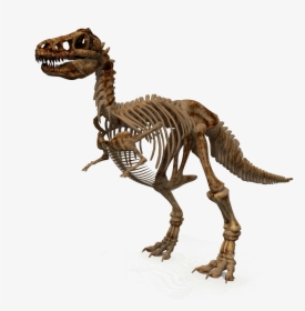 Free Png Download Dinosaur Png Images Background Png - Dinosaur Skeleton Png, Transparent Png, Transparent PNG