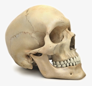 Skeleton Png Free Download - Human Skull No Background, Transparent Png, Transparent PNG