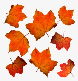 Orange Leaves, HD Png Download, Transparent PNG