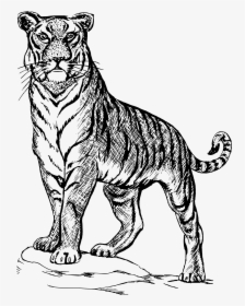 Tiger Png Clipart - Outline Images Of National Symbols, Transparent Png, Transparent PNG