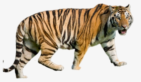 Tiger Png Image - Louisiana State University, Transparent Png, Transparent PNG