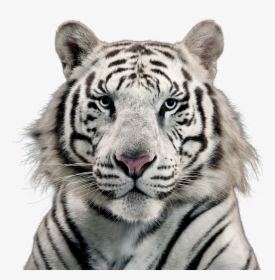 White Tiger Png Image - Free White Tiger Png, Transparent Png, Transparent PNG
