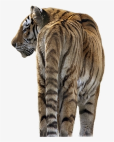 Tiger Playing Transparent Background, HD Png Download, Transparent PNG