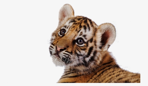 Cute Tiger Wallpaper Hd, HD Png Download, Transparent PNG