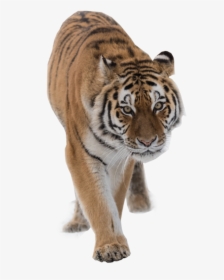 Transparent Roaring Tiger Png - Siberian Tiger, Png Download, Transparent PNG