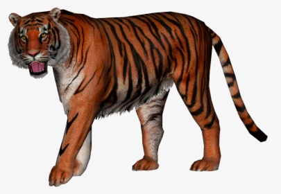 Transparent Tiger Png - American Lion Vs Ngandong Tiger, Png Download, Transparent PNG