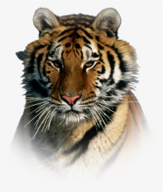 Siberian Tiger Taiga, HD Png Download, Transparent PNG