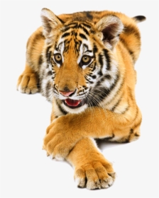 Siberian Tiger Png Pic - Tiger Png, Transparent Png, Transparent PNG