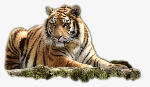 Bengal Tiger Png Image - Transparent Background Tiger Png, Png Download, Transparent PNG