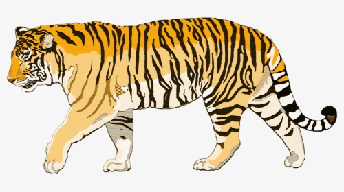 Walking Tiger Png Photo - Siberian Tiger Clipart, Transparent Png, Transparent PNG