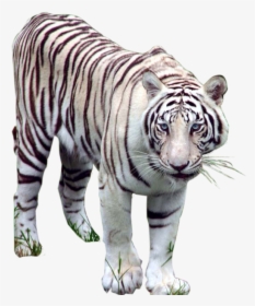 White Tiger Images - White Tiger Png, Transparent Png, Transparent PNG
