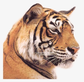 Tiger Png Image - Indian Tiger, Transparent Png, Transparent PNG