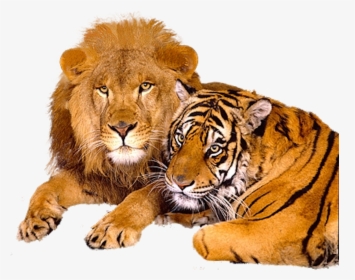 Lion And Tiger Png - Beautiful Lion Image Download, Transparent Png, Transparent PNG